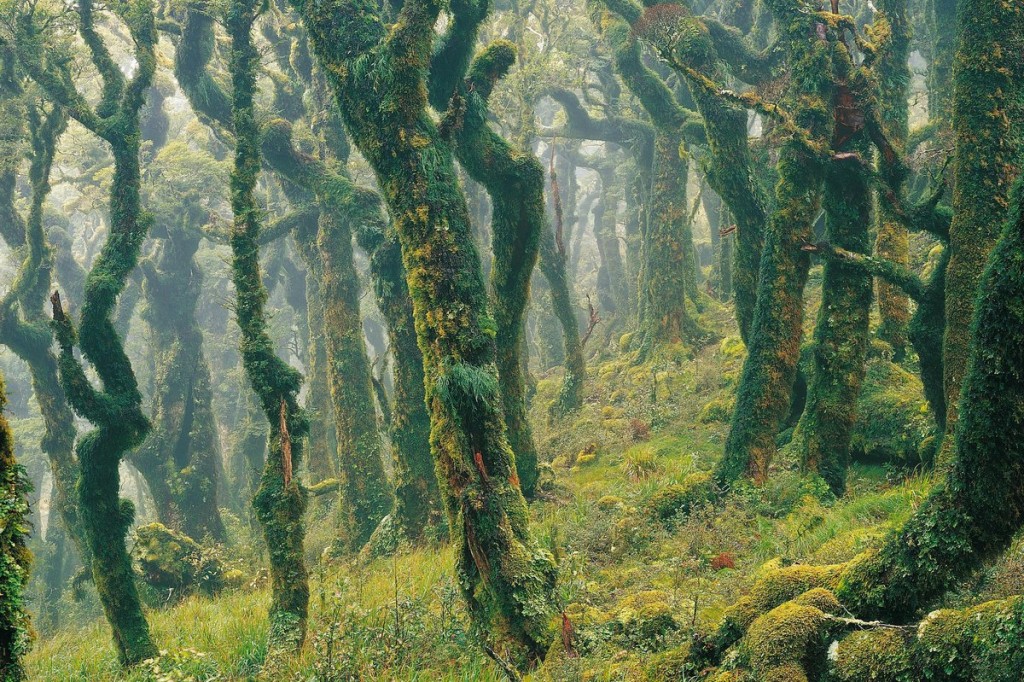 Tree Conference rallies support to halt deforestation