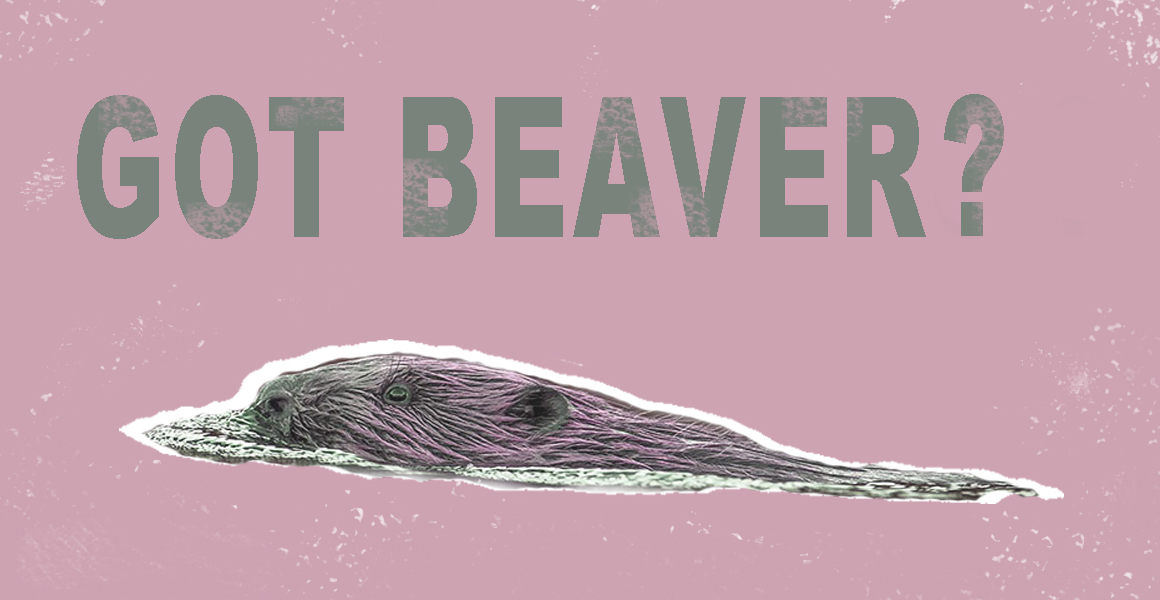 Bringing Back the Beaver - book review