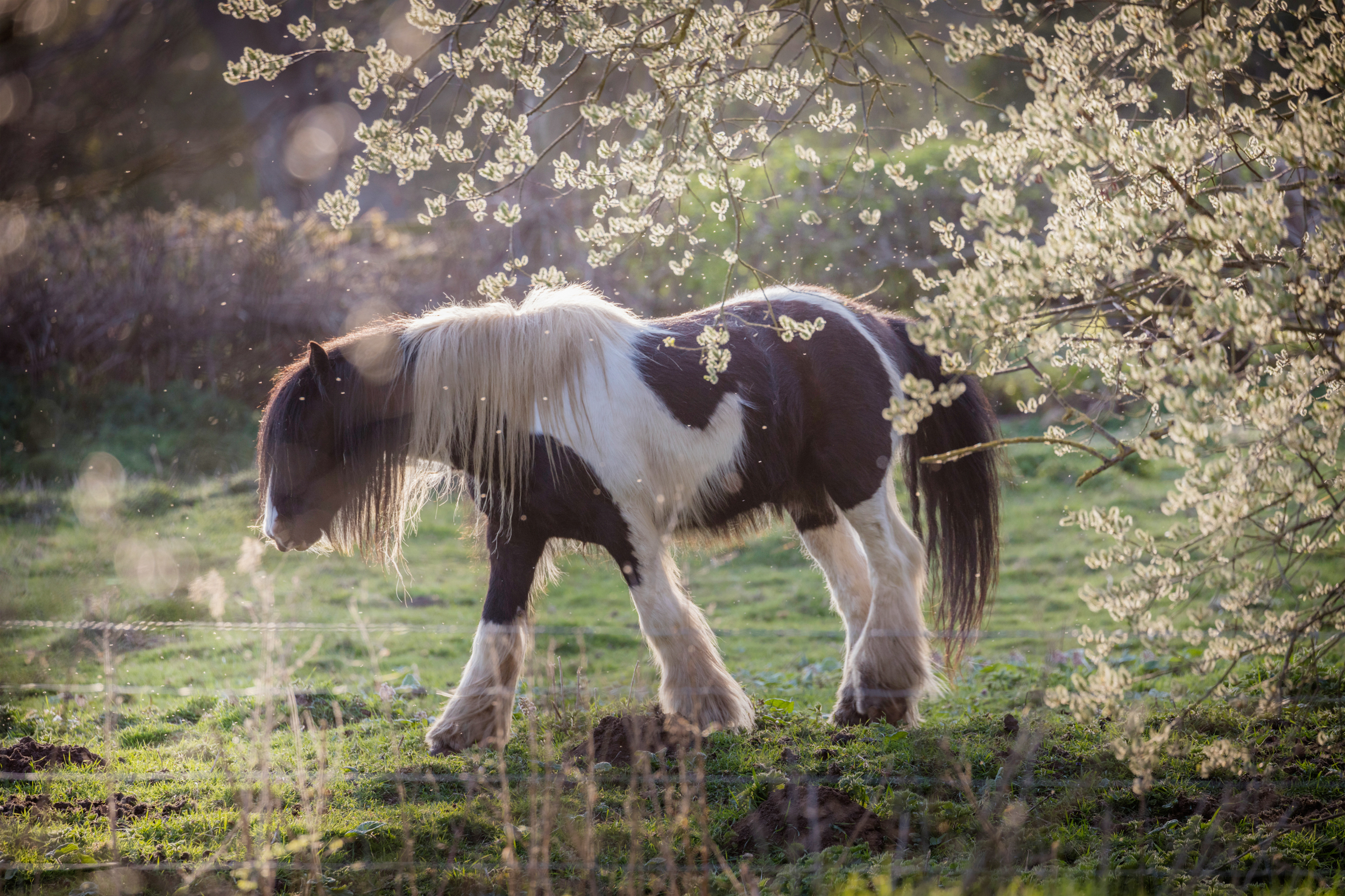 WildEast celebrates new nature recovery breakthroughs