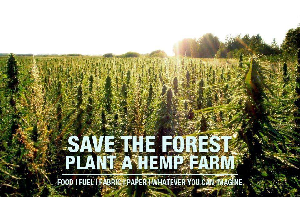 This Earthday – it is time to wake up to hemp's potential! 