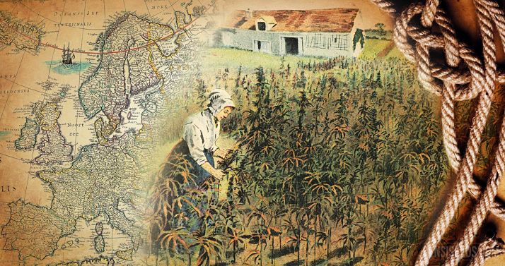 The UK's compulsory cannabis law - grow hemp... or else