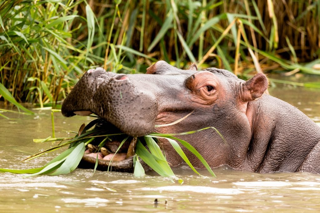 Trophy hunters set their sights on the hippos of Zambia