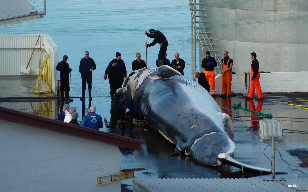 I﻿celandic whaling appals many  people around the world - photo credit - Environmental Investigation Agency.