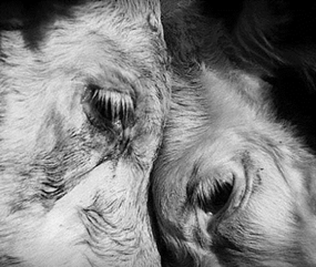 Cattle comforting each other shortly before slaughter