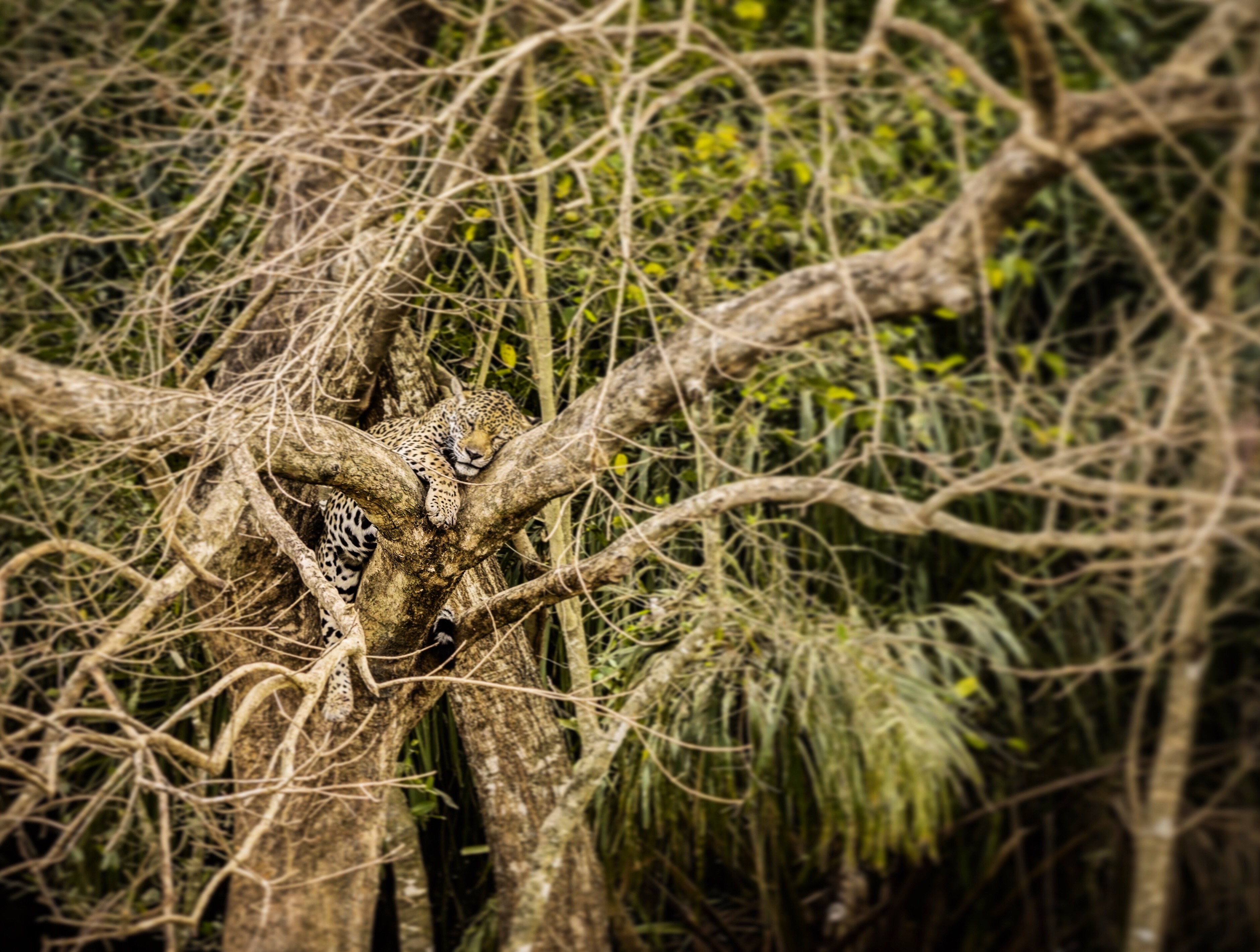 Conservation cowboys 