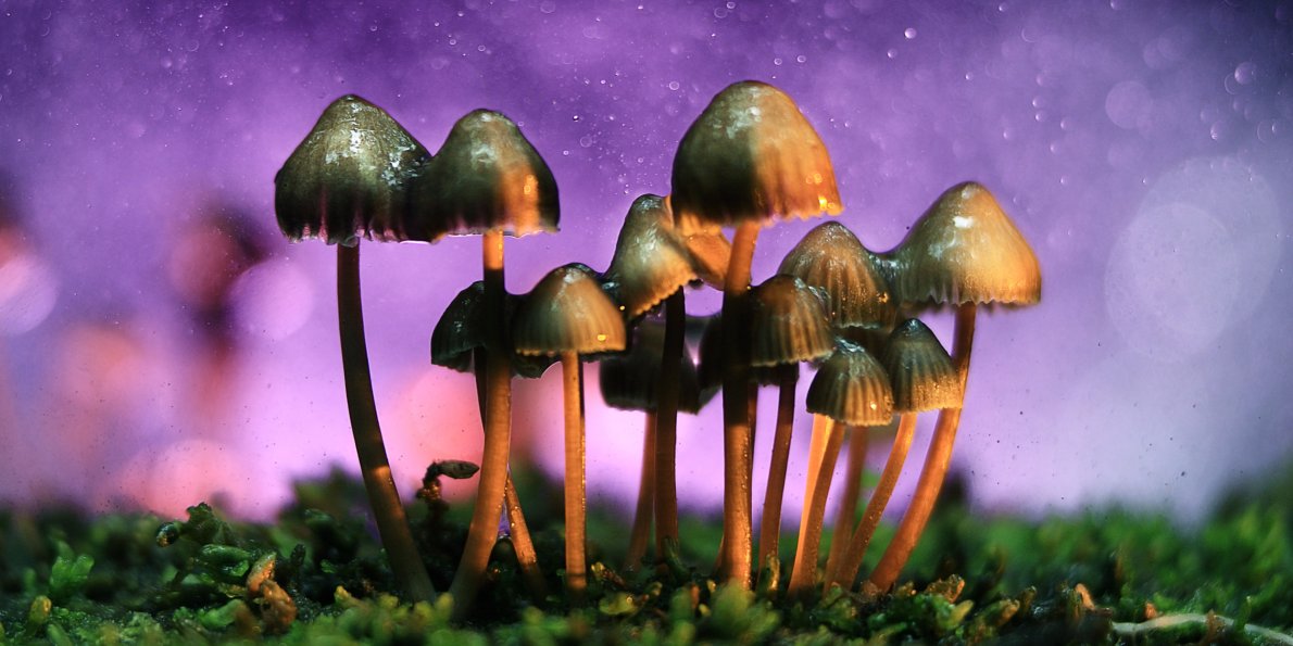 Legalise magic mushrooms now!
