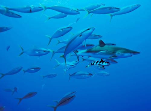 Open Letter to the Costa Rican Ambassador on Shark Finning