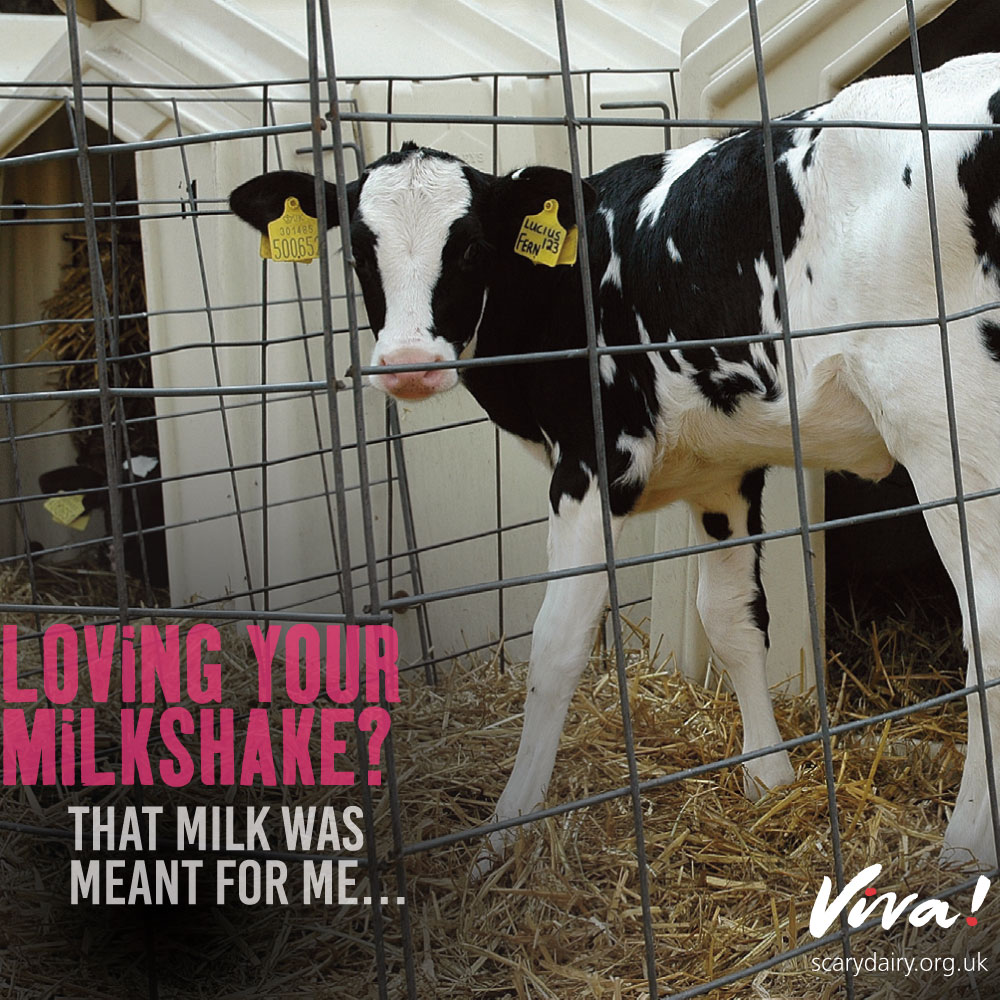 Massive Billboard Raises Awareness of Dairy Industry’s TRASH