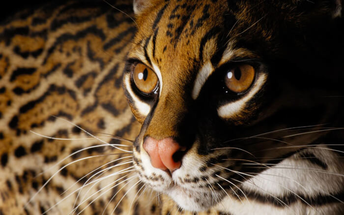 The Annihilation of Nature - review