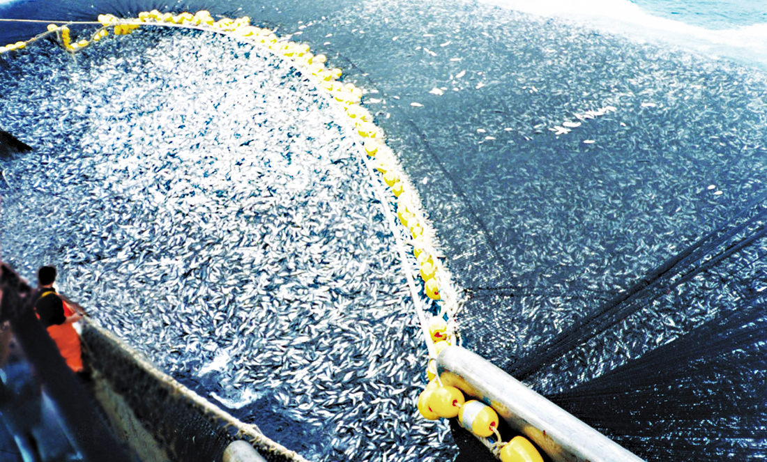 The Number of Fish Killed in 2018 Will Shock You