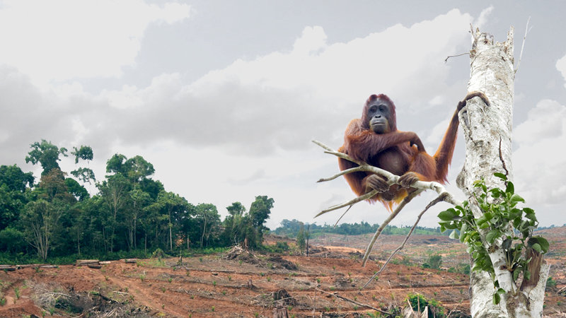 Pulling the plug on Palm Oil