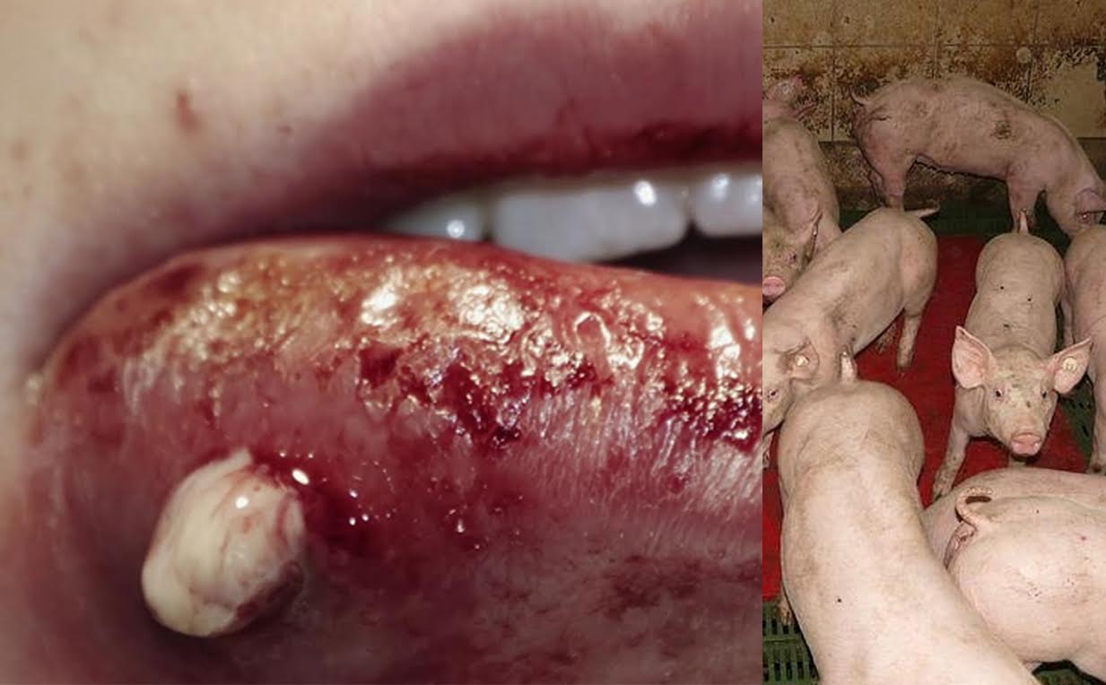 Pig Scandal! Factory farms spread MRSA superbug