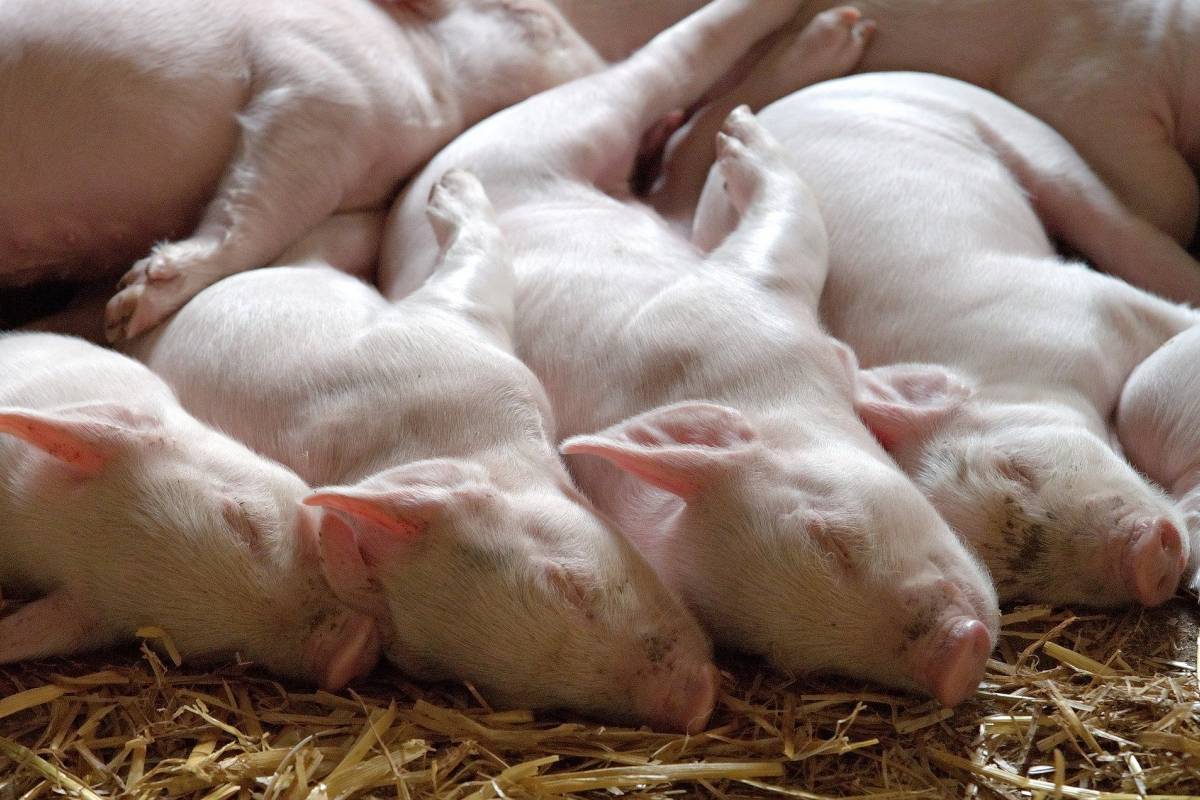 The Top 5 Terrible Truths About UK Pig Farming That Need to be Told