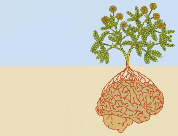 Plant Brain