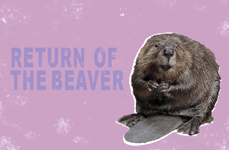 The beavers are back!