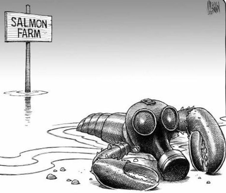 Take the pledge to never eat farmed salmon