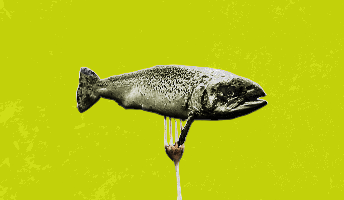 M&S salmon position take down