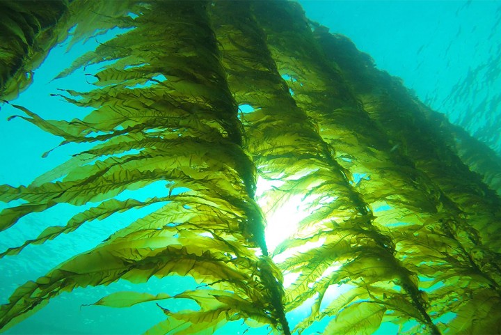 Crisis Averted! Seaweed Can Feed, Power and Clean Up the World