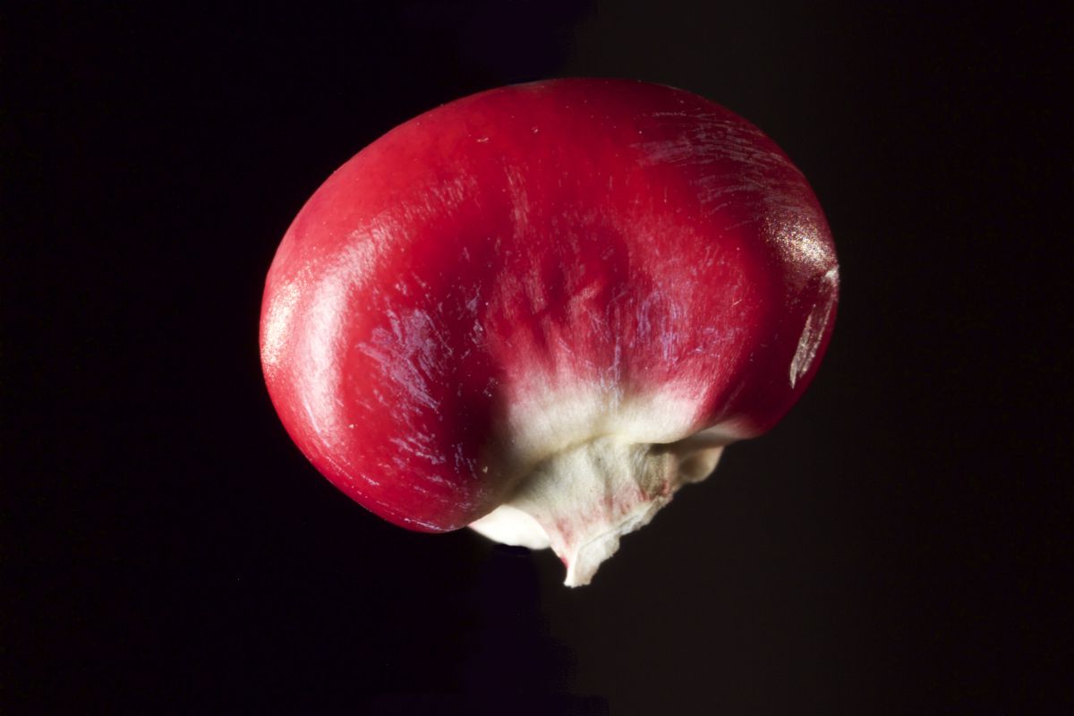 SEED: The Untold Story