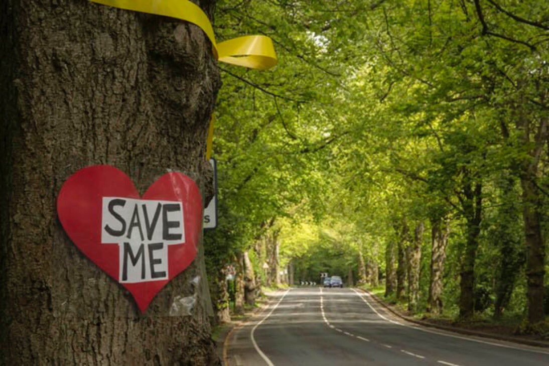 Love Pushes People to Protect Sheffield's Street Trees