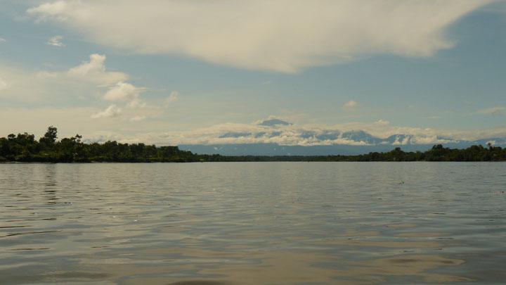 The Silence of the Jungle