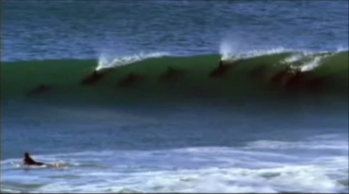 Surfing with the Dolphins (Video)