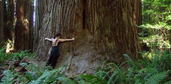 The TreeSisters Journey to a Billion Trees