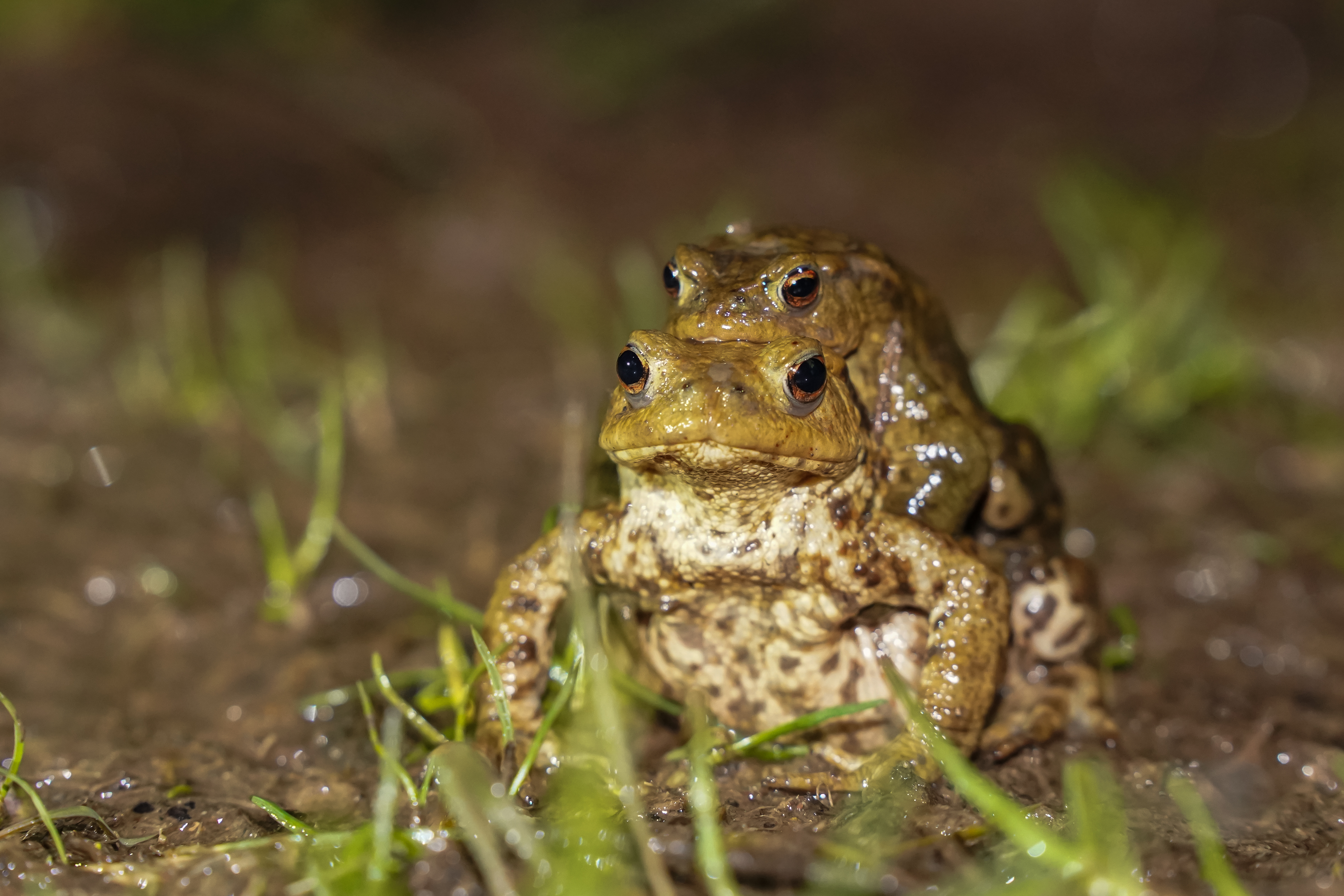 Okey-croakey - volunteers help with mass migration of toads