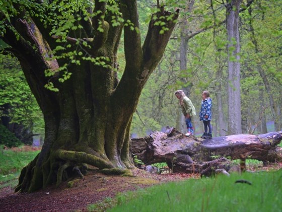 A new Charter for Trees, Woods and People