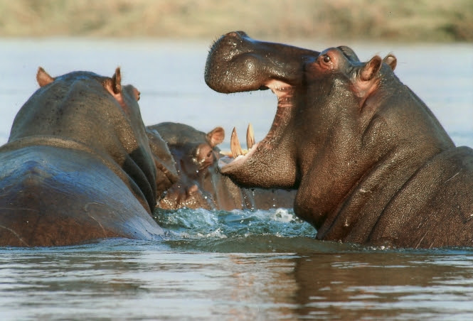 Hong Kong threatens hippo populations in Africa