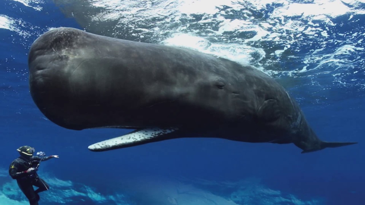 Great news! Japan departs the International Whaling Commission