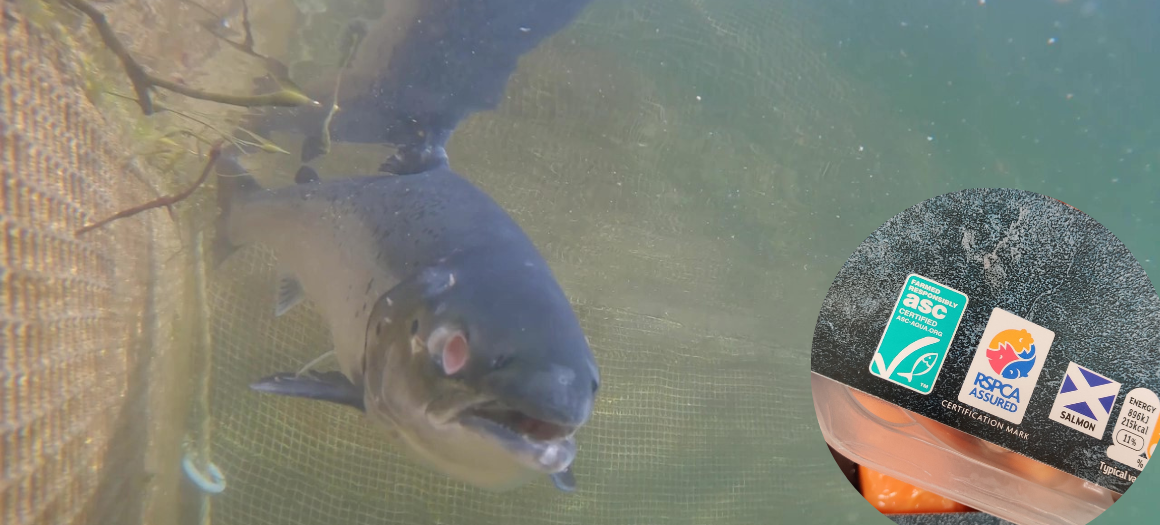 An ASC, Soil Association and RSPCA Assured certified Scottish salmon farm, Mowi, Invasion Bay, June 2023