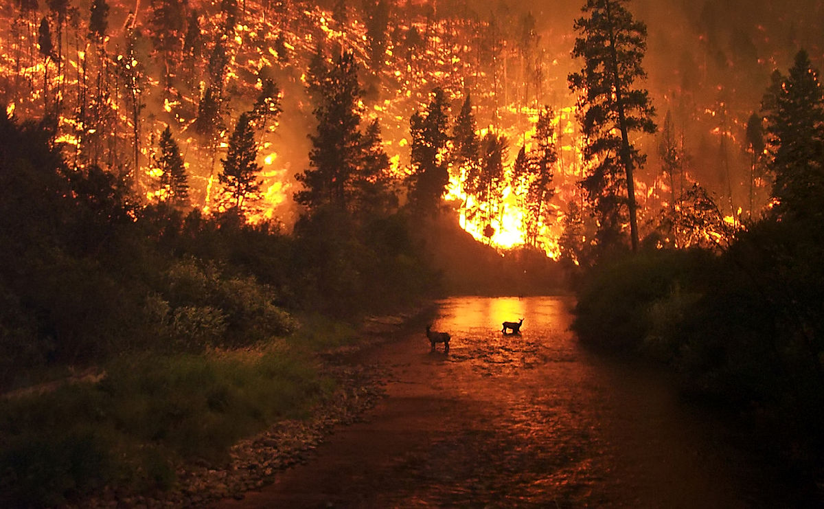 To stop the global wildfire catastrophe - plant billions of trees