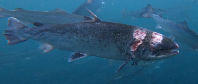 Scottish farmed salmon with severe sea lice damage. ©CorinSmith