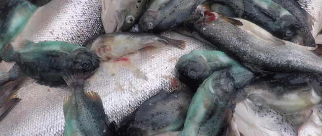 Dead farmed salmon and cleanerfish (Lumpfish) on a Scottish salmon farm