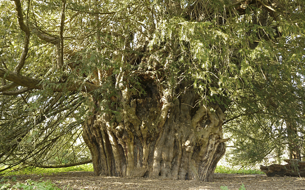 The Extraordinary Legend of the Yew